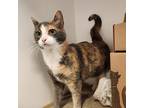 Sura, Domestic Shorthair For Adoption In Kelowna, British Columbia