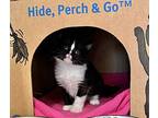 Bunny, Domestic Shorthair For Adoption In Kelowna, British Columbia