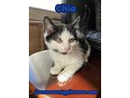 Chia, Domestic Shorthair For Adoption In Toledo, Ohio