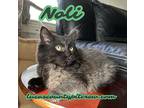 Noli, Domestic Mediumhair For Adoption In Toledo, Ohio