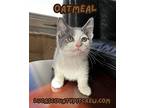Oatmeal, American Shorthair For Adoption In Toledo, Ohio