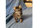 Chick, Domestic Shorthair For Adoption In Kelowna, British Columbia
