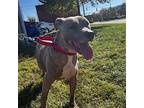 Gigi, American Staffordshire Terrier For Adoption In Richmond, Virginia