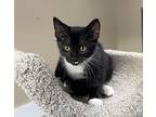 Jack, Domestic Shorthair For Adoption In Powell River, British Columbia