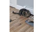 Minka, Domestic Shorthair For Adoption In Pawtucket, Rhode Island