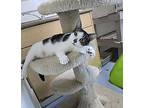 Charlotte, Domestic Shorthair For Adoption In Powell River, British Columbia