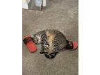 Penny, Domestic Shorthair For Adoption In Charlottesville, Virginia