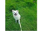 Dahaeng (fortunate), Retriever (unknown Type) For Adoption In Agoura, California