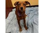 Legalos, Rat Terrier For Adoption In Merriam, Kansas