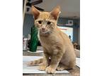 Rooster, Domestic Shorthair For Adoption In Fond Du Lac, Wisconsin