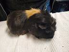 Gloria, Guinea Pig For Adoption In Oceanside, California