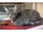 Kitten Jesse, Domestic Shorthair For Adoption In Seal Beach, California