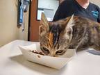 Ooga Chaka, Domestic Shorthair For Adoption In Oceanside, California