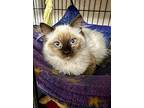 Candy, Birman For Adoption In Quincy, California