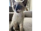 Chai, Siamese For Adoption In Oceanside, California