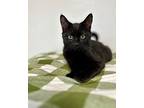 Uno, Domestic Shorthair For Adoption In Quincy, California