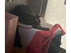 Sid, Domestic Shorthair For Adoption In New York, New York