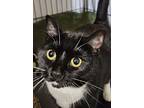 Gigi, Domestic Shorthair For Adoption In Middletown, Connecticut