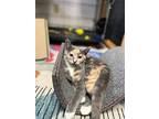 Marlo, Domestic Shorthair For Adoption In Quincy, California