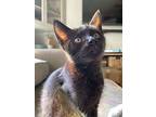 Cocoa, Domestic Shorthair For Adoption In Oceanside, California