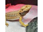 Collete, Lizard For Adoption In Burlingame, California
