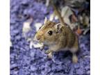 Jennifer, Gerbil For Adoption In Golden, Colorado