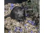 Lieutenant Danette, Gerbil For Adoption In Golden, Colorado