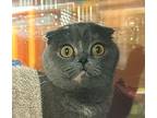 Cindy Lou, Scottish Fold For Adoption In Golden, Colorado
