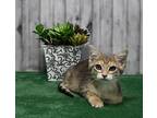 Armani, Domestic Mediumhair For Adoption In Roanoke, Texas