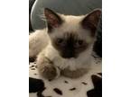 Elsa, Siamese For Adoption In Conway, Arkansas