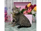 Quinn, Domestic Shorthair For Adoption In Roanoke, Texas