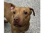 Kira, American Pit Bull Terrier For Adoption In Golden, Colorado