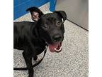 Cream Cheese, American Pit Bull Terrier For Adoption In Golden, Colorado