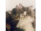 Prince And Perry-bonded Pair ♥️ Best Buds, Maine Coon For Adoption In