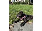 Shawna, Terrier (unknown Type, Medium) For Adoption In Hamilton, New Jersey
