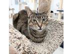 Saffron, Domestic Shorthair For Adoption In West Palm Beach, Florida
