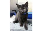 Angel, Domestic Mediumhair For Adoption In Napa, California