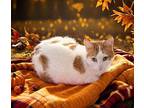 Kyla, Domestic Shorthair For Adoption In West Palm Beach, Florida