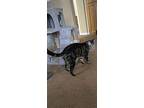 Merry, Domestic Shorthair For Adoption In El Dorado Hills, California
