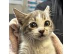 Fierce, Domestic Shorthair For Adoption In San Diego, California
