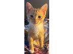 Mary, Domestic Shorthair For Adoption In Kingston, New York