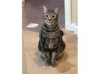 Pippin, Domestic Shorthair For Adoption In El Dorado Hills, California