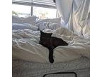 Valentine, Domestic Shorthair For Adoption In El Cajon, California