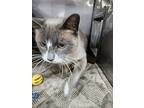 Indigo, Siamese For Adoption In Kingston, New York