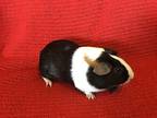 Eiffela, Guinea Pig For Adoption In Imperial Beach, California