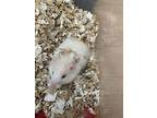 Shallot, Hamster For Adoption In Imperial Beach, California