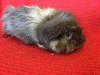 Myrtle, Guinea Pig For Adoption In Imperial Beach, California