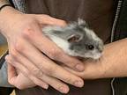 Onion R., Hamster For Adoption In Imperial Beach, California