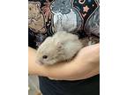 Sinclair, Hamster For Adoption In Imperial Beach, California