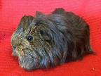 Marilyn M, Guinea Pig For Adoption In Imperial Beach, California